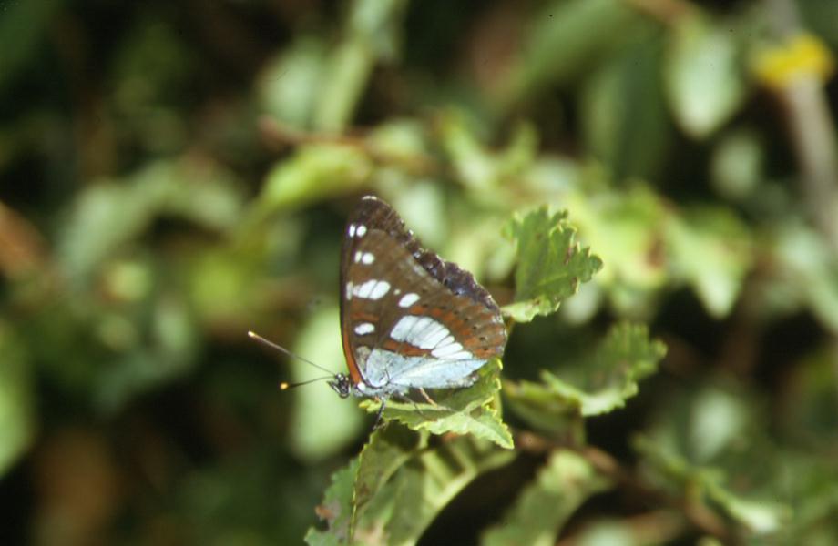 Limenitis reducta
